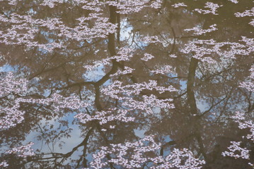 水辺に浮かぶ桜