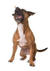 staffordshire bull terrier
