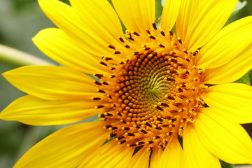 A closeup of sunflower.