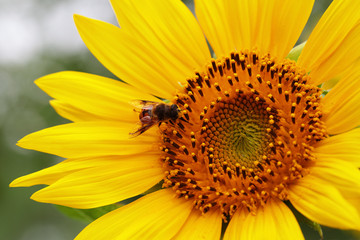 Obraz premium A closeup of sunflower with a bee.