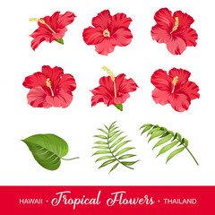 Set of tropical flowers elements. Collection of hibiscus flowers on a white background. Vector illustration bundle. - obrazy, fototapety, plakaty