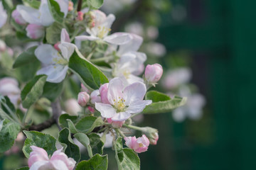 Naklejka na ściany i meble Spring Apple Blooming Trees