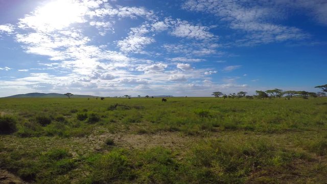 Увлекательное сафари-путешествие по африканской саванне. Танзания.