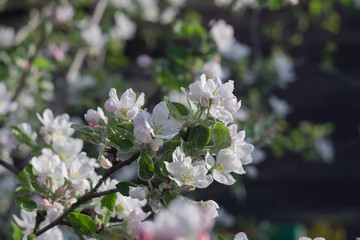 Spring Apple Blooming Trees