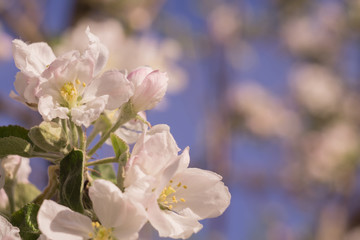 Spring Apple Blooming Trees