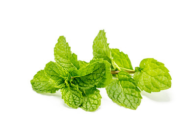 Green peppermint leaf isolated on white background
