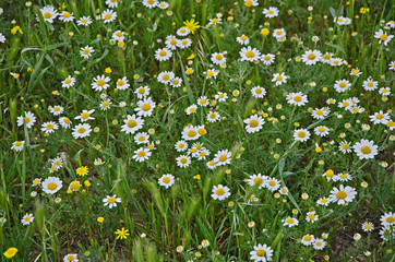 Field of chamomile (scented mayweed)