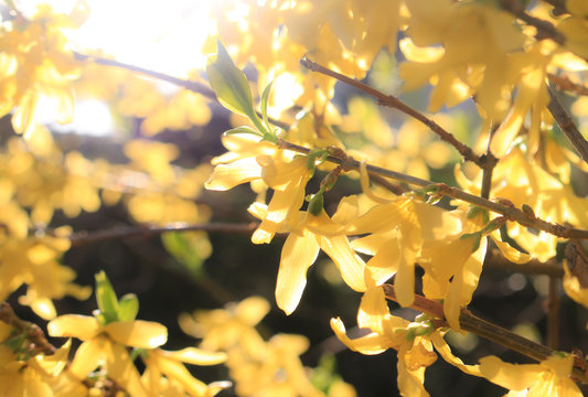 Forsythien im Gegenlicht 2