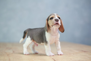 2 month strong beagle puppy in action