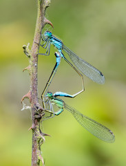 Damselflies mating in spring