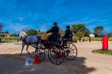 Attelage, dressage, maniabilité.