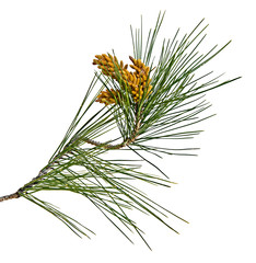 Pine branch  isolated on white background