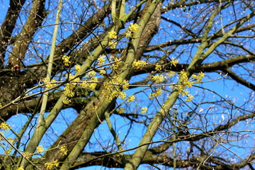Frühlingsbaum