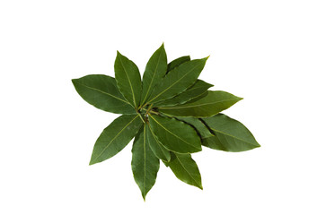 Group of three fresh bay leaves
