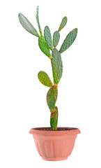 cactus isolated on white background