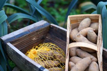 Kartoffel Erdapfel Grundbirne im Korb Acker Feld