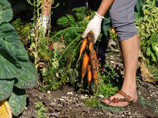 récolte de carottes au potager