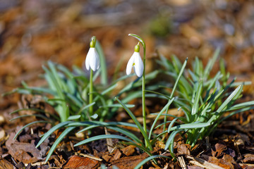 Glade with white snowdrops in the spring. Shallow depth of field.