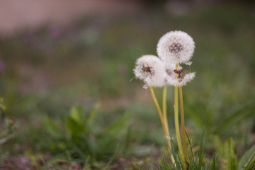 Diente de le&oacute;n