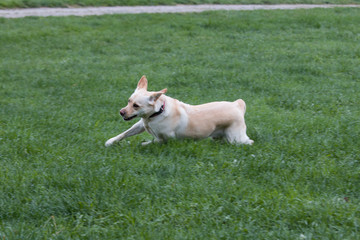 Labador Retriever Dog running in Meadow