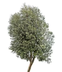 Papier Peint photo Lavable Olivier Olive tree on white