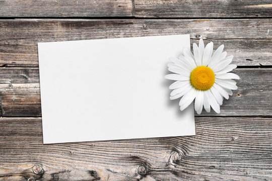 Greeting card and chamomile flower on old wooden background