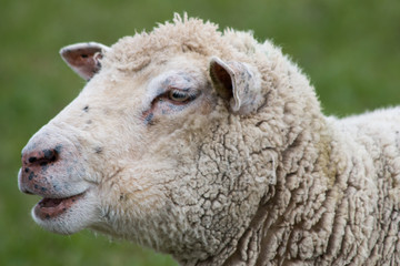 Close-up of a Sheep Head
