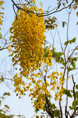 Selective focus beautiful Cassia Fistula flower blooming in a garden.Close up yellow flower in summer season.