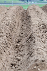 Field prepared to plant Potatoes