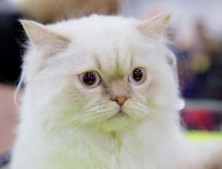 Персидская кошка белый окрас