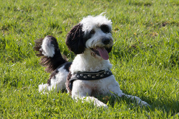 Fototapeta premium Portuguese Water Dog lying in Meadow