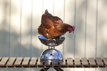Brown Chicken on Scales