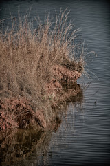   the pound lake and   tree reflection in water