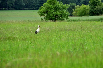 Obraz na płótnie Canvas The white stork (Ciconia ciconia) in the grass in middle Europe - Czech Republic
