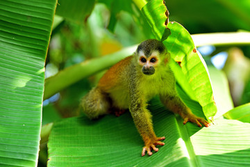 Red-backed Squirrel Monkey on the banana tree  in tropical forest in Costa Rica