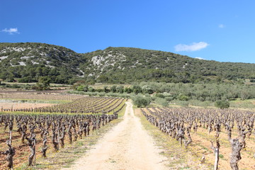Fototapeta na wymiar Vignes du Languedoc, hérault, france