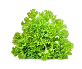 Obraz premium fresh green lettuce salad leaves isolated on white background.