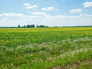 Beautiful sunny meadow with blossom flowers against blue sky background. Kaluzhsky region, Russia.
