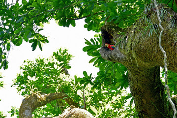 The scarlet macaw (Ara macao) looking from the nest in the tree in tropical forest in Costa Rica