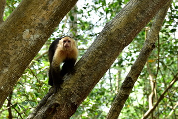 White-faced Capuchin monkey on Isla Damas in Costa Rica