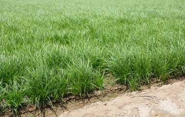 Detailed view of horchata plantation