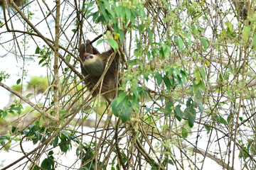 Hoffman's Two-toed Sloth on the tree in tropical forest