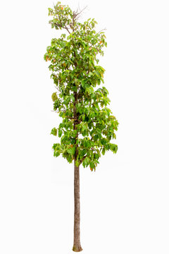 Iron wood tree is deciduous isolated on white background (Pyinkado),tree isolated