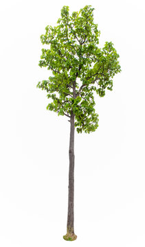 Iron wood tree is deciduous isolated on white background (Pyinkado),tree isolated