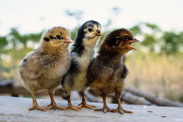 Triple new born brown chicks on nature background. Three little newly hatched brown Easter chicks. Image of adorable hatched chick.