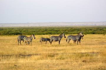Fototapeta na wymiar Three plains zebra (Equus quagga, formerly Equus burchellii), also known as the common zebra or Burchell's zebra in african countryside
