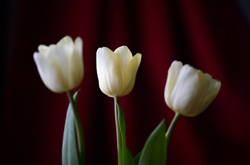 Three yellow tulips on a dark red background