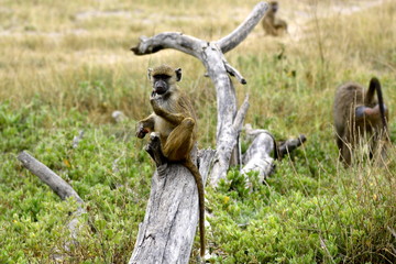 Baboon sitting on the rock in african countryside