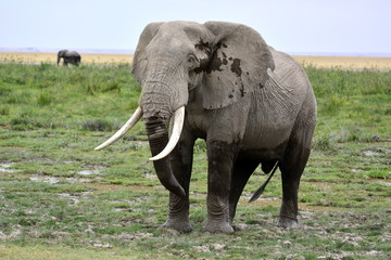 Fototapeta na wymiar The African bush elephant (Loxodonta africana) in Amboseli