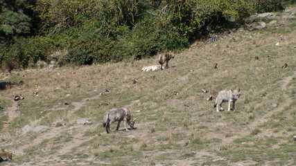 Wölfe in Frankreich